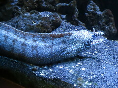 Enchelycore pardalis
