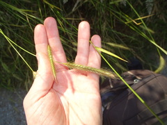 Hordeum secalinum