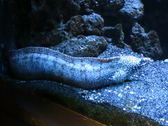 Enchelycore pardalis