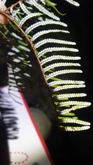 Gleichenia inclusisora