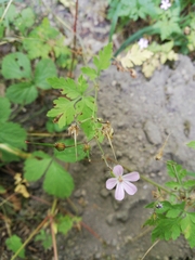 Geranium robertianum