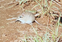 Galegeeska rufescens