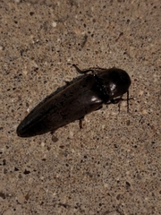 Orthostethus infuscatus