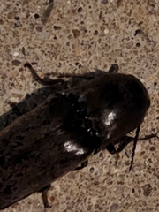 Orthostethus infuscatus