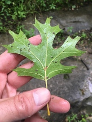 Quercus acerifolia