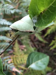 Cryptoptila australana