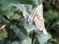 Cryptoptila australana