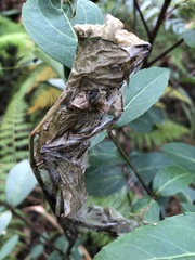 Cryptoptila australana