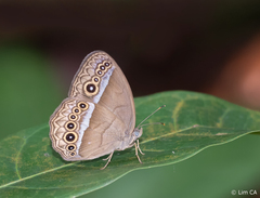 Mycalesis orseis