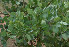 Erythrophleum chlorostachys
