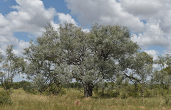Eucalyptus microneura