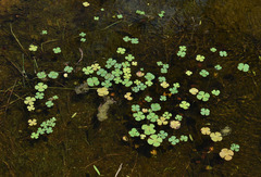 Marsilea mutica