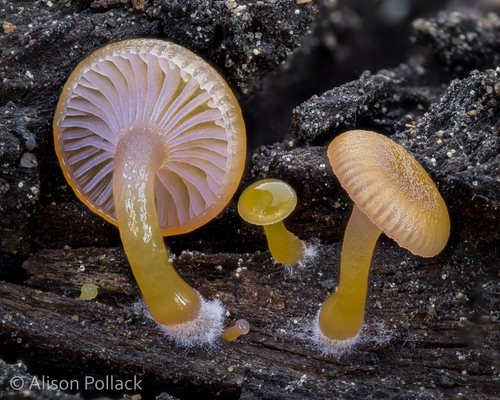 Chromosera loreleiae