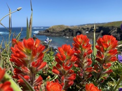 Castilleja mendocinensis