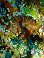 Micromussa pacifica