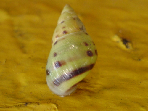 Banded Cone