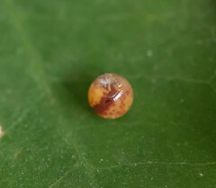 Polyura schreiber