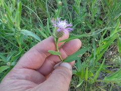 Centaurea trichocephala