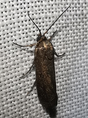 Brachodes