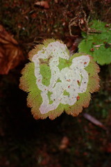 Phytomyza tiarellae