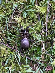 Hadronyche venenata