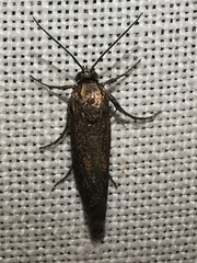 Brachodes