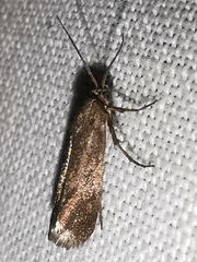 Brachodes