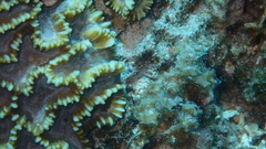 Oulophyllia crispa