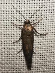 Brachodes
