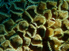 Palythoa heliodiscus