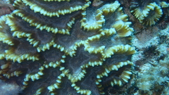 Oulophyllia crispa