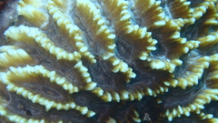 Oulophyllia crispa