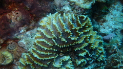 Oulophyllia crispa
