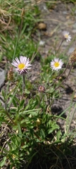 Erigeron alpinus