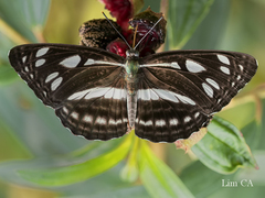 Phaedyma columella singa