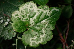 Phytomyza tiarellae