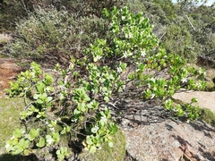 Anthocercis viscosa