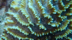 Oulophyllia crispa
