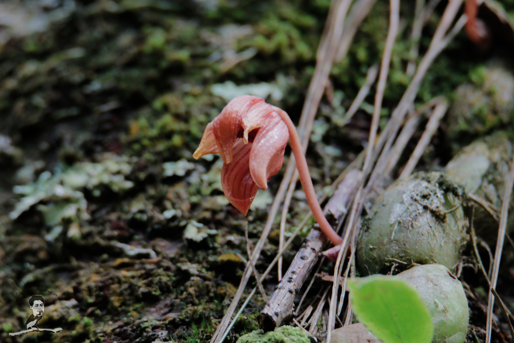 Bulbophyllum psittacoglossum Rchb.f.