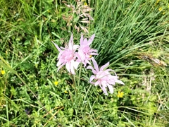 Scorzonera rosea