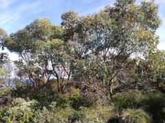 Eucalyptus cornuta