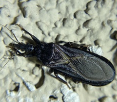 Triatoma protracta