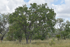 Erythrophleum chlorostachys