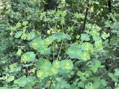 Euphorbia semiperfoliata