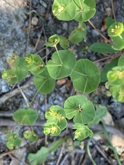Euphorbia semiperfoliata