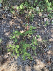 Euphorbia semiperfoliata