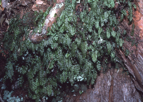 Hymenophyllum serrulatum · iNaturalist United Kingdom