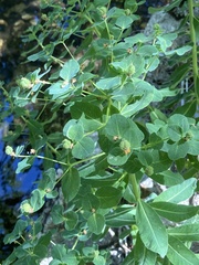 Euphorbia insularis