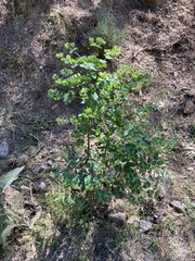 Euphorbia semiperfoliata
