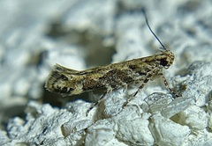 Aristotelia calens